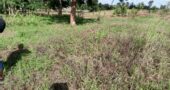 50*100 Plot for Sale 50*100 Plot for Sale